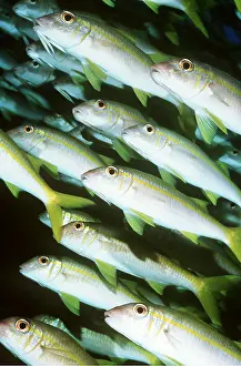 Kurt Amsler: GOATFISH SHOAL