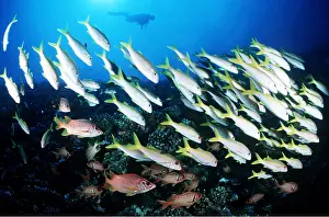 Divers: Goatfish and Squirrelfish with scuba diver