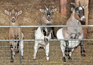 Pens: Goats
