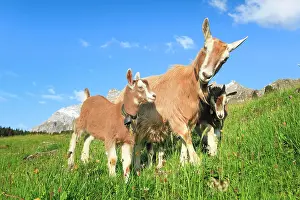 Alpstein: Goats on the alp, Alpstein massif, Appenzell, Switzerland