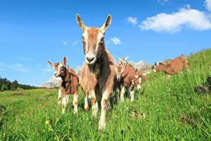 Alpstein: Goats on the alp, Alpstein massif, Appenzell, Switzerland