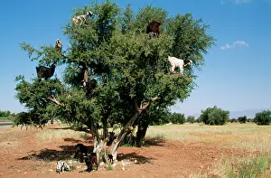 Argan: GOATS in Argan Trees (Argania spinosa) - where
