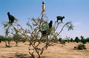 Argan: GOATS in Argan Trees - where they feed on olive-like