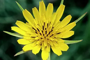 Tragopogon: Goat's-beard