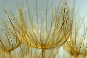Beard: Goat's Beard