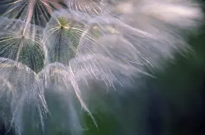 Beard: Goat's Beard