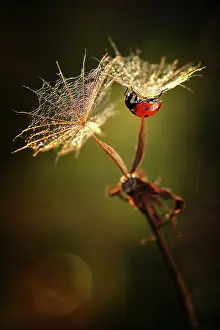 Beard: Goat's beard