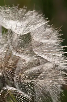 Beard: Goat's beard, Tragopogon pratensis, close up showing the del