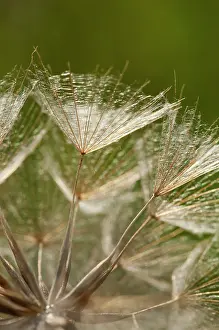 Beard: Goat's beard, Tragopogon pratensis, close up showing the del