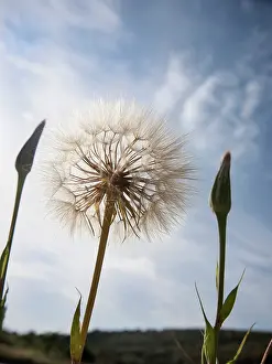 Beard: Goat's beard, Tragopogon pratensis seedhead, similar