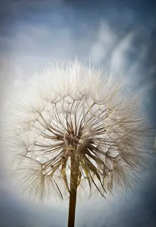 Beard: Goat's beard, Tragopogon pratensis seedhead, similar