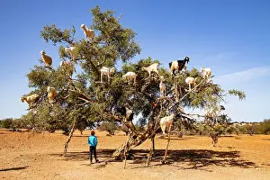Moroccan: Goats (Capra aegagrus hircus) in an argan tree (Argania