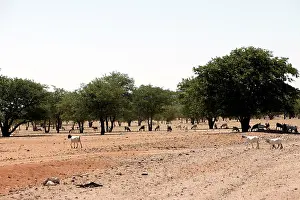 Desertification: Goats