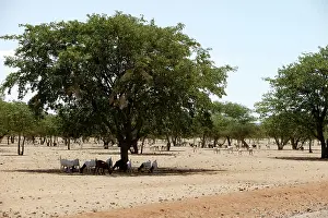 Desertification: Goats