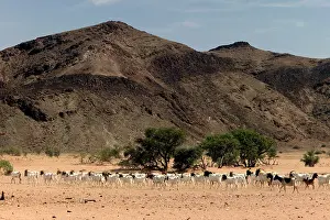 Desertification: Goats