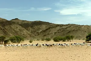 Desertification: Goats
