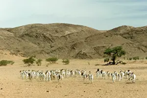 Desertification: Goats
