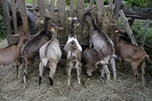 Rack: Goats eating hay in a rack France