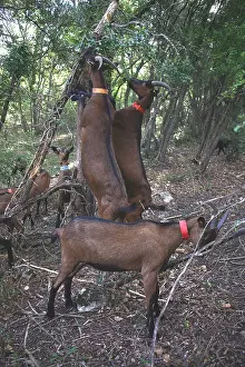 Gnawing: Goats eating in undergrowth France