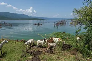 Manoj Shah: Goats feeding at Lake Bogoria; Great Rift Valley; Kenya