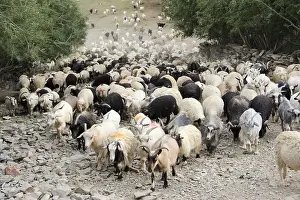 Vale: Goats hamlet of Ichar Valley Lingti Zanskar India