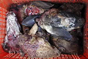 Shops: Goats heads cut in a butcher Ladakh India