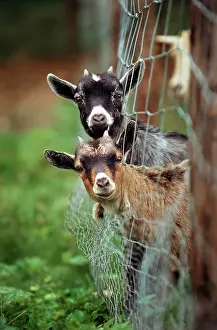 Curiosity: Goats - two with heads stuck though net fence