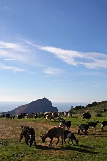 Fragments: Goats herd in front of Turghio tower at Cap Rosso Corse