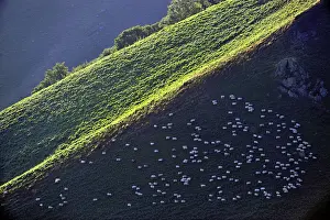 Atlantiques: Goats on the hillside Itary Basque Country France