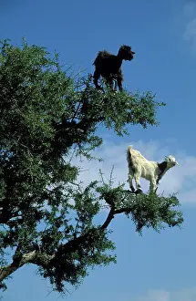 Anti: Goats - Morocco - The Argan trees (Argania spinosa)
