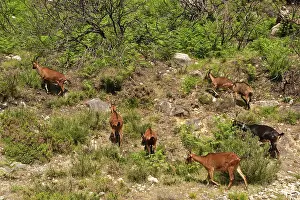 Castelo: Goats, Northern Portugal