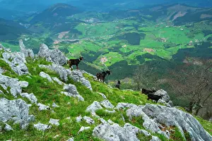 Aegagrus: Goats at Orisol or Orixol mountain, Alava, Basque