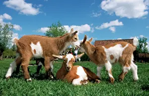 Farmyards: Goats - three playing in farmyard