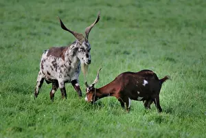 Environments: Goats Rove in a meadow - Northern Vosges France
