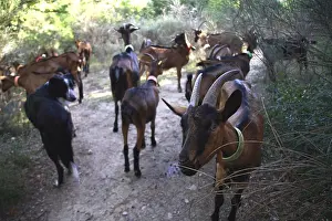 Surveillance: Goats and sheep dog in undergrowth France