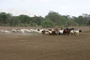 Desertification: Goats - showing desertification