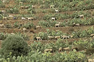 Ficus: Goats in terrace cultures and Indian fig Andalousia Spain