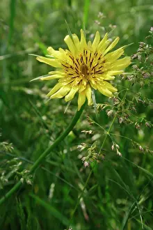 Beard: Goat'sbeard