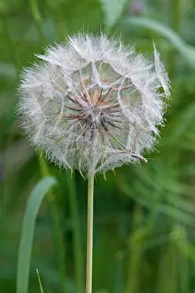Seeding: Goatsbeard - seedhead / seed clock Westhay Nature