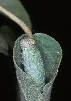 Retreat: Goatweed Butterfly caterpillar