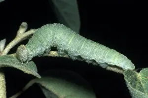 Nymphalid: Goatweed Caterpillar