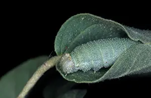 Retreat: Goatweed Caterpillar