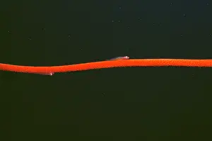Gobies: GOBIES - On Sea Whip