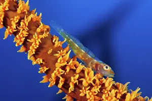Bryaninops: Goby, Bryaninops sp. on coral branch, Walindi, West New Br