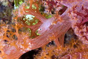 Fragility: Goby fish (Gobiidae) have symbiosis with