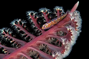 Pennatulacea: Goby on Sea Pen, Komodo, Indonesia