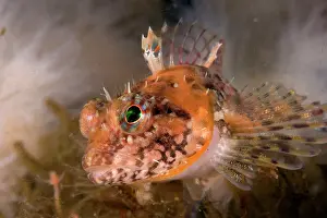 Gobies: Goby Vancouver Island British Columbia Canada Pacific Ocean