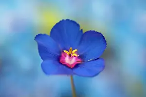 Satin: Godetia or Farewell to Spring, Clarkia amoena, manipultaed