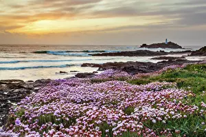 Cornish: Godrevy - Thrift Flowering - Cornwall - UK