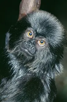 Marmosets: Goeldi's Black Marmoset